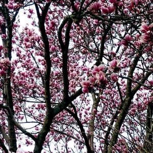 Meet your Posher, Shelby